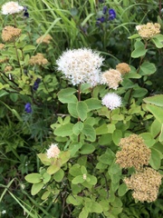 Spiraea stevenii
