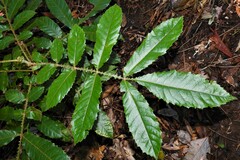 Davidsonia johnsonii