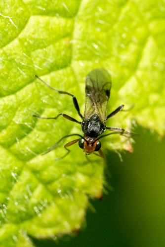 Ladybird Parasitoid Wasp photo 6