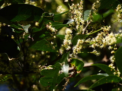 Guioa acutifolia