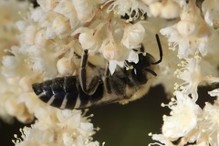 Colletes