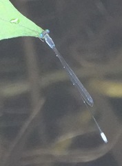 Teinobasis samaritis