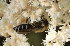 Colletes