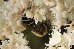 Colletes