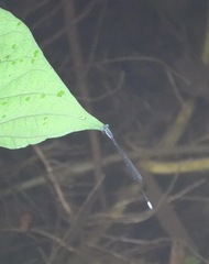 Teinobasis samaritis