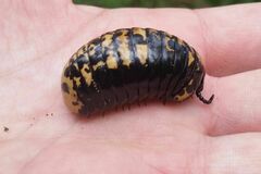 Arthrosphaera versicolor