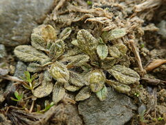 Myosotis brevis