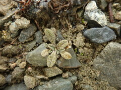 Myosotis brevis