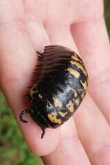 Arthrosphaera versicolor