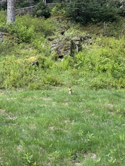 Urocitellus columbianus