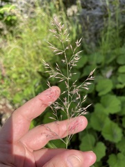 Vahl's Reed Grass (Calamagrostis varia)
