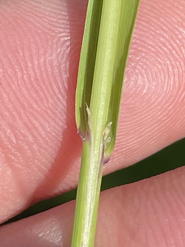 Image of Calamagrostis varia by (c) Thomas Ebner, some rights reserved (CC BY)
