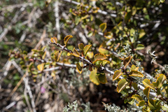 Ceanothus pinetorum