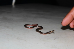 Tantilla cuniculator