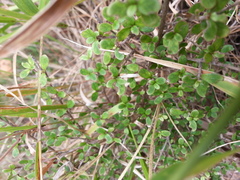 Coprosma parviflora