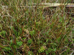 Schoenus concinnus