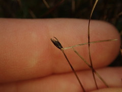 Schoenus concinnus