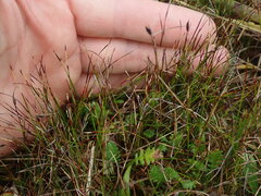 Schoenus concinnus