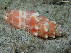 Mitra stictica