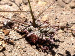 Gilia leptantha purpusii