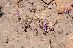 Gilia leptantha purpusii