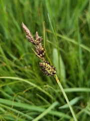 Carex moorcroftii