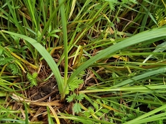 Carex moorcroftii