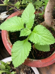 Lindenbergia philippensis