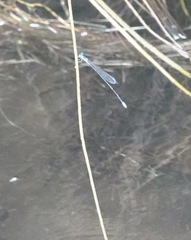 Teinobasis samaritis