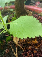 Lindenbergia philippensis