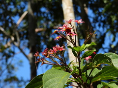 Clerodendrum longiflorum glabrum