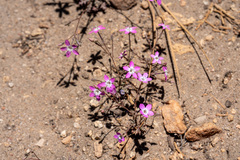 Gilia leptantha purpusii