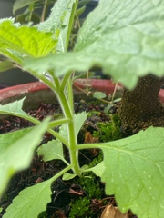 Lindenbergia philippensis