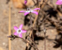 Gilia leptantha purpusii