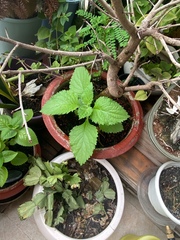 Lindenbergia philippensis