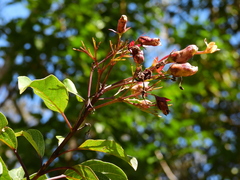 Clerodendrum longiflorum glabrum