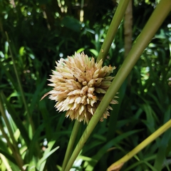 Stachyphrynium placentarium