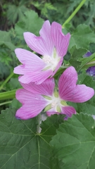 Malva thuringiaca