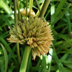 Stachyphrynium placentarium