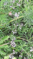 Ziziphora clinopodioides