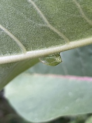 Stictocephala bisonia