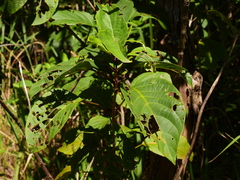 Clerodendrum longiflorum glabrum