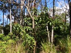 Clerodendrum longiflorum glabrum