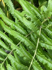 Cyclosorus interruptus