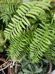 Cyclosorus interruptus