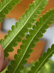 Cyclosorus interruptus