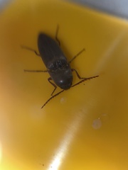 Diplostethus texanus