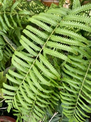 Cyclosorus interruptus