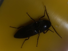 Diplostethus texanus