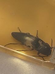 Diplostethus texanus